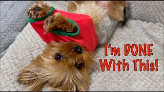 This Yorkie’s Reaction to Her Xmas Outfit Is Priceless!