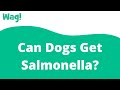 Can Dogs Get Salmonella? | Wag!