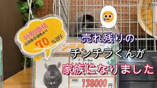 ７０％OFFになっていたチンチラくんをお迎えしました！