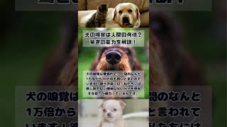 犬の嗅覚は人間の何倍？ 驚きの能力を解説！