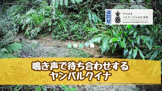 【鳴き声で待ち合わせする】野生のヤンバルクイナ・沖縄やんばる生き物ライブ配信 20240918