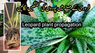 How To Grow Permanent Plants /Leopard Plant Propagation /grow plants by cutting