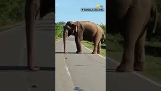 අලි කරදරේ | Bundala, Sri Lanka | Sri Lanka Elephants | 🐘🐘🐘🚦