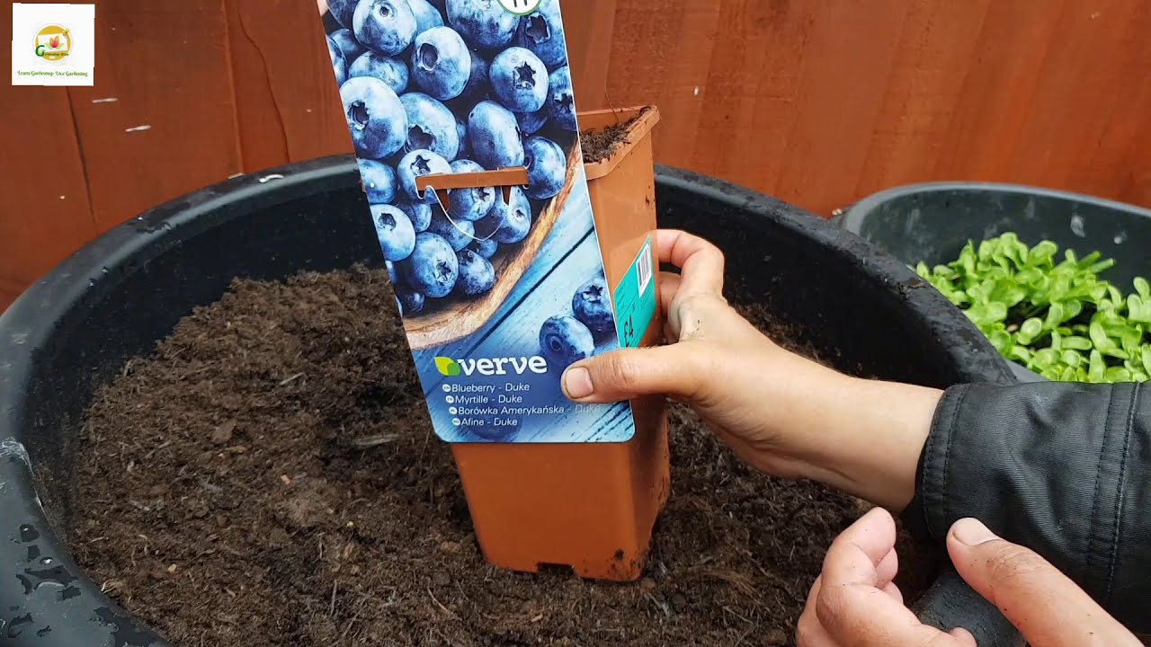 Beginner's Guide To Planting Blueberry Bush In Container ~ Providing ...