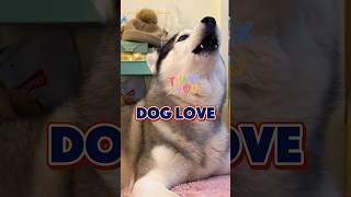 Dog Loves Cuddles and Playful Teasing. Dog cute# dogcare#doglover