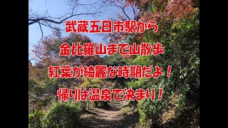 5山目　武蔵五日市の金比羅山の紅葉が綺麗だよ！