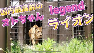 国内最高齢のオトちゃん【もはやライオン界のlegend】#のんほいパーク #豊橋動物園 #lion #オト #旭山動物園 #日本一 #最高齢 #レジェンド