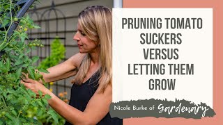 Pruning Tomato Suckers Versus Letting Them Grow