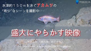 【貴重映像】富山湾の水深約１５０ｍ、アカムツ（のどぐろ）の貴重映像撮影中に盛大にやらかした・・・