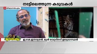 ആരോഗ്യമുള്ള കടുവകൾ നാട്ടിലിറങ്ങില്ല, ഇറങ്ങുന്നത് ശക്തിയില്ലാത്ത കടുവകൾ- ഇ കെ ഈശ്വരൻ