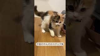 子猫のやんのかステップ集めてみました #ねこ #子猫 #cat #癒し #ネコ #猫のいる暮らし #可愛い