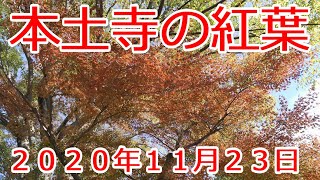 本土寺の紅葉　2020年11月23日　千葉県松戸市