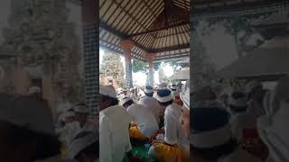 Mebarungan Bebarongan Pengiring Ratu Gumang Sareng Pengiring Ratu Anom Pucak Tegeh.