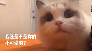 【吴kiwi是一只布偶】我是你的小可爱嘛？ #布偶猫 #萌宠 #猫