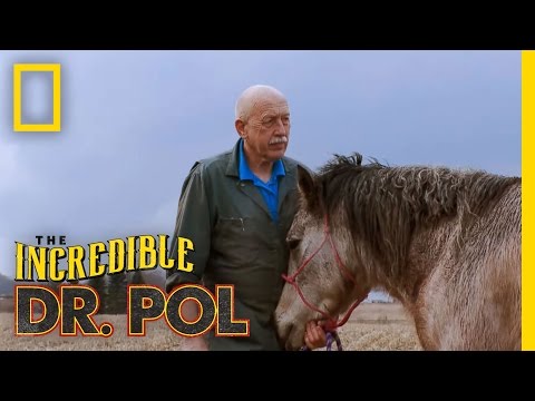 How old should a horse be gelded?