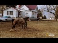 horse castration the incredible dr. pol