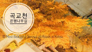 한국의 아름다운 가로수길 10선 곡교천 은행나무길 / 10 Most Beautiful Garosu-gil Roads in Korea