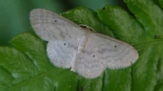 ［見島のいきものたち 128］ ウスキヒメシャク Idaea biselata？