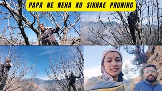 Papa And Maine Milkar Complete Ki Pruning // Papa Ne Neha Ko Bhi Sikhae  Pruning // Orchard Day