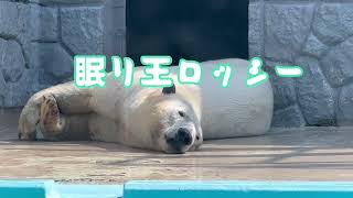 解き放たれて深い眠りにつくロッシーʕ•ᴥ•ʔ日本平動物園のホッキョクグマ