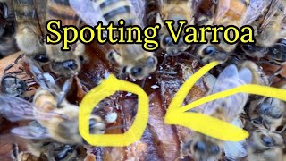 Spotting Varroa - Easy Spring Check