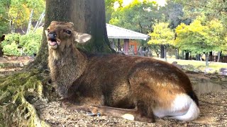 雄鹿の大きな鳴き声　Screaming Deer in Nara