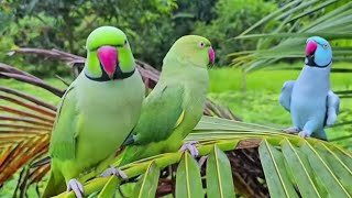 beautiful parrot video