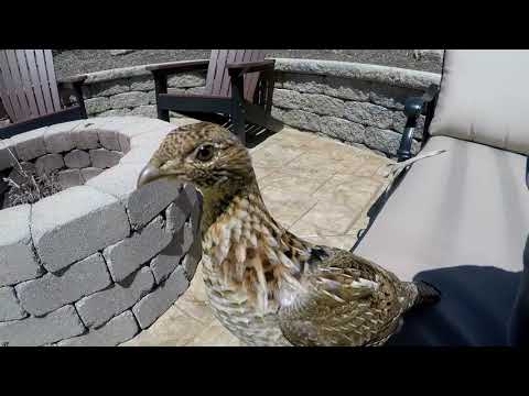 Crazy wild grouse! Crazy wild grouse!