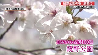 393メートルの桜のトンネルも『日本さくら名所100選』高知・鏡野公園　陽気の中、満開【高知】 (21/03/29 17:00)