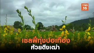 นทท.แห่เซลฟี่ทุ่งปอเทือง ห้วยตึงเฒ่า | เรื่องดีดีทั่วไทย