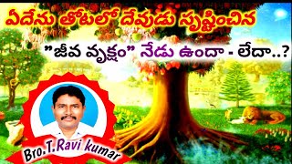 ఏదేను తోటలో దేవుడు సృష్టించిన \