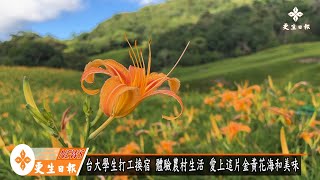 赤科金針花開 賞花品味正是時候