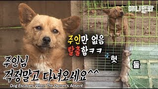 얘랑 방탈출 하러가면 다 탈출할 수 있을거 같음 l Check Out Why Dog Desperately Wants To Escape..!