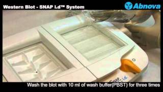 Western Blot - SNAP i.d™ System