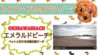 沖縄の人気ビーチをトイプードルと散歩！沖縄北部エメラルドビーチに行ってきましたOKINAWA famouse beach Emeraldo-beach