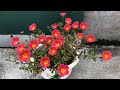 How to grow a portulaca flower pot from cuttings, easy and fast