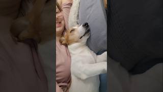 Як думаєте,  що йому сниться? #dog #jackrussell #собака