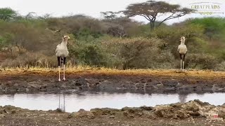 Two Secretary Birds drink. Ol Donyo, Kenya: Sep 2 2024, 12:30 PM EAT, africam.com