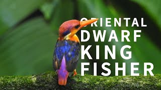 Oriental Dwarf Kingfisher  | Birds of Maharashtra