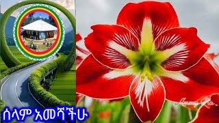 ሰላም አመሻችሁ