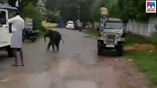 വികൃതി കാണിച്ച് കുട്ടിക്കൊമ്പൻIdukki elephant