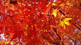 晩秋晴れの紅葉の森　⑥　福智山ろく花公園　福岡県直方市永満寺