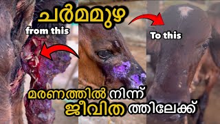 അതിജീവനം / ചർമമുഴ / Lumpy skin disease / maggots