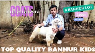 TOP QUALITY BANNUR KIDS RS 14000/- FOR SALE AT BHALDAR GOATS PUNE | GOAT'S PLANET