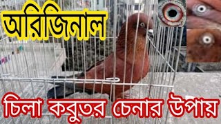 অরিজিনাল চিলা কবুতর চেনার উপায় | The Way To Know Real Chila Pigeon