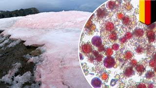 Arctic melting: Algae ‘watermelon snow’ melting Arctic glaciers at an alarming rate - TomoNews