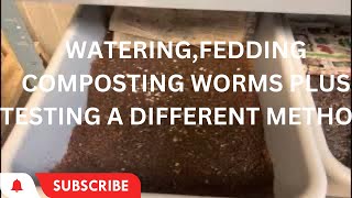 Watering,Feeding Worms.Testing out a Different Breeding Method #redwigglers #wormcomposting