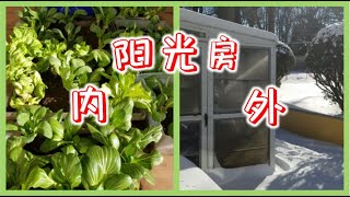 废物利用，捡来的塑料桶在阳光房种菜🌱 | 种菜人为什么无法极简?