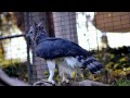 bird feeding adaptations how beaks are adapted to what birds eat