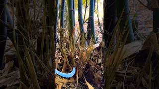 Amazing #bamboohouse #agriculture #farming #trending